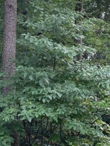 South Carolina Native Plant Society - In South Carolina, some of our keystone  species include native oaks and native cherries. These native plants are  host to many types of caterpillars that nourish