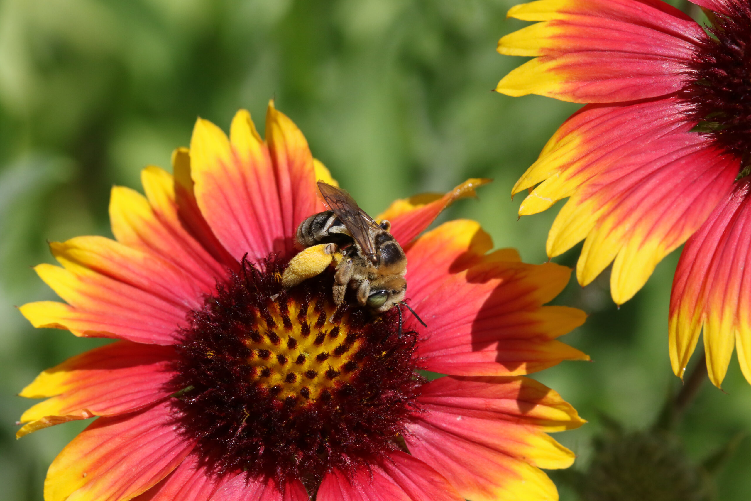 Plant for Specialist Bees - New Hope Audubon Society